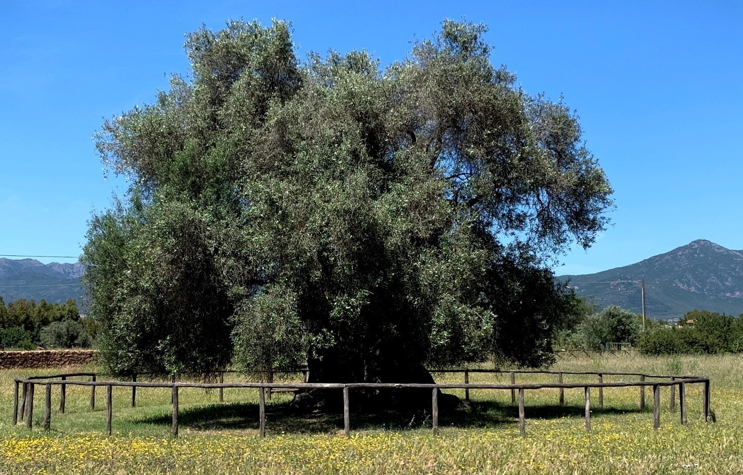 Il cambiamento climatico e le nuove sfide dell’olivicoltura