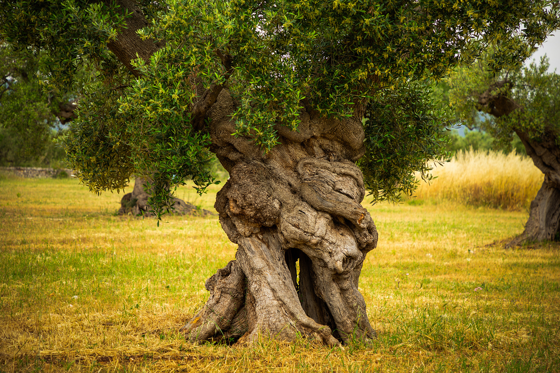 La tutela degli olivi monumentali