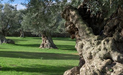 Gli olivi monumentali del Sud Italia