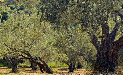 Gli antichi olivi italiani