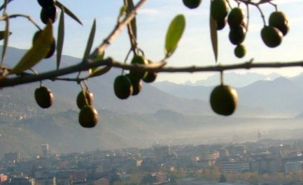 Oleario takes part in the conference on Valtellinese Extra Virgin Olive Oil