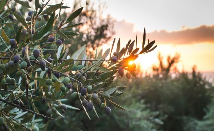 Argentina e Italia, un racconto a più voci sull’ulivo, sul paesaggio italiano e sull’olio extra vergine d’oliva prodotto alimentare d’eccellenza