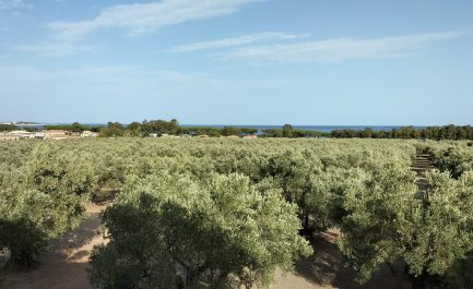 Presentazione della Carta degli oli extravergini d’oliva della Calabria
