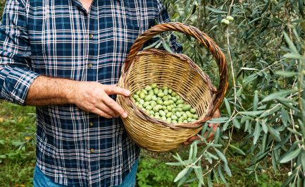 OLEARIO presenta la “Carta degli oli” della regione Sicilia