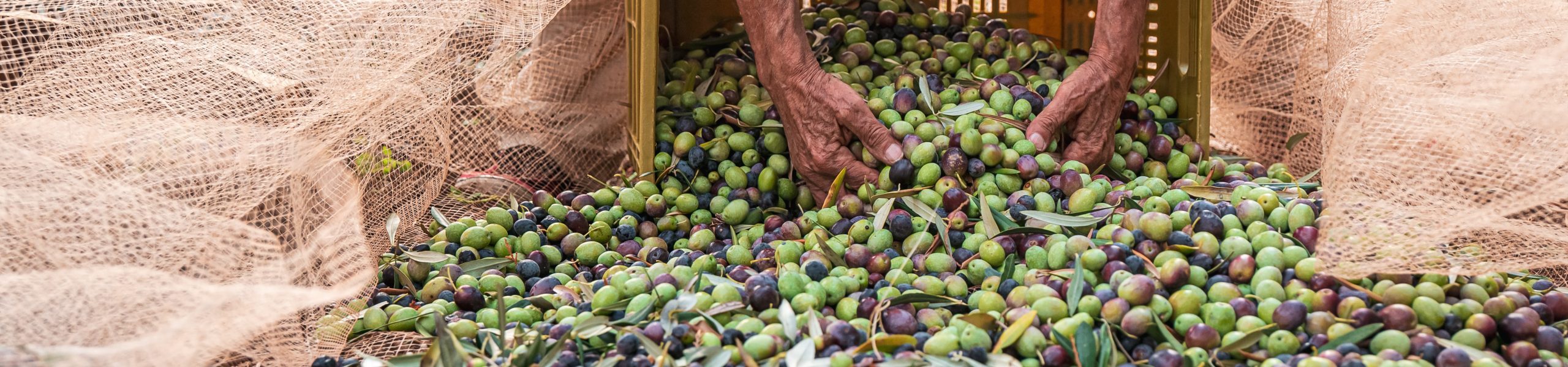 The seasonal harvest of olives in Puglia, south of italy
