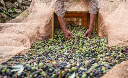 OLEARIO partecipa all’evento “Il sapore della biodiversità”