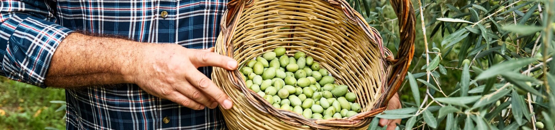 OLEARIO presenta la “Carta degli oli” della regione Sicilia