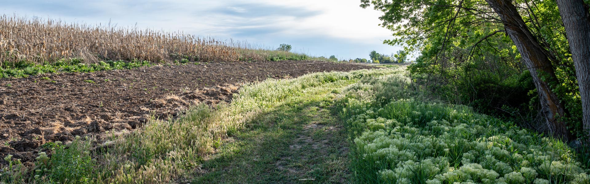 Agricoltura biologica: la normativa e le tecniche