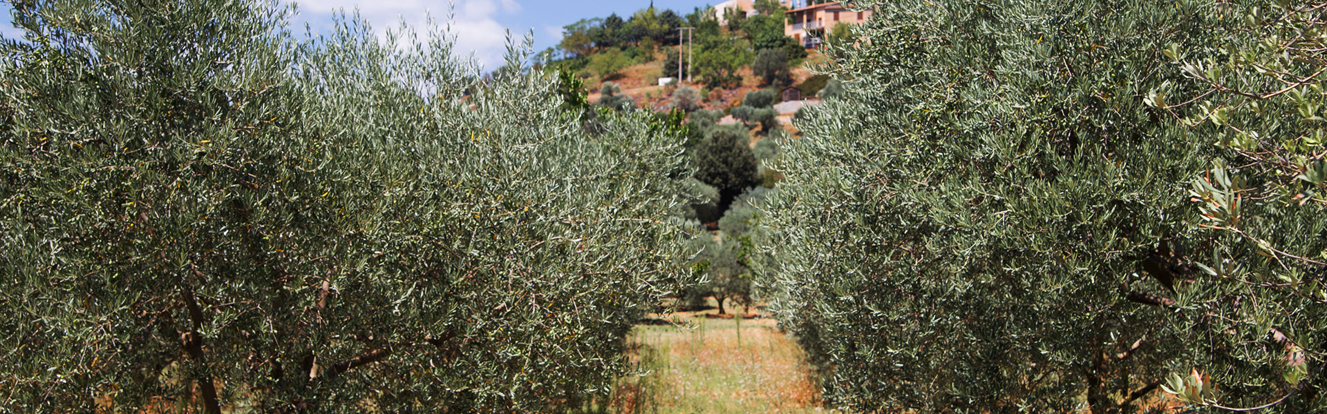 Le Città dell’Olio