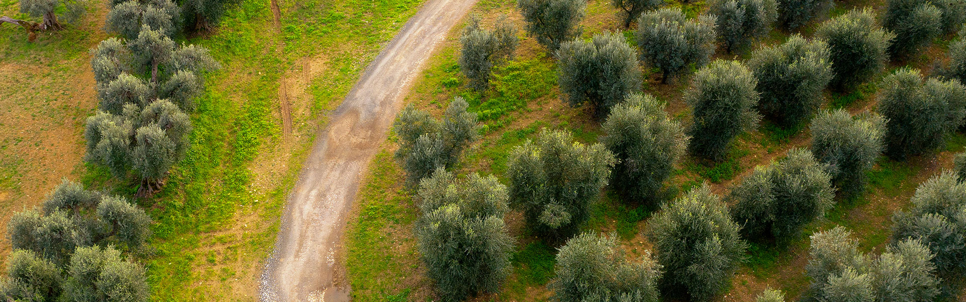 Le Strade e i Musei dell’Olio