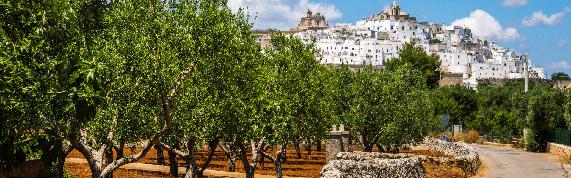 L’ulivo e i suoi frutti: olio come identità del territorio
