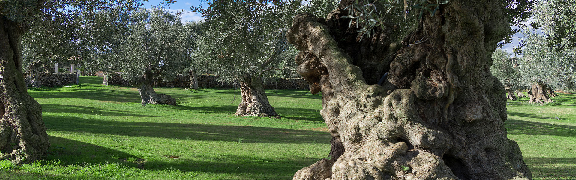 Gli olivi monumentali del Sud Italia