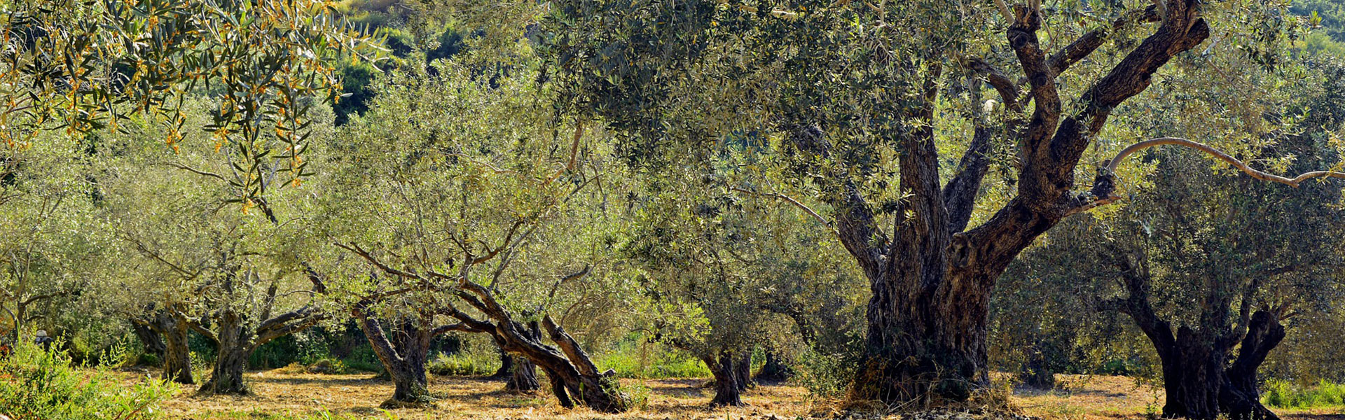 Gli antichi olivi italiani