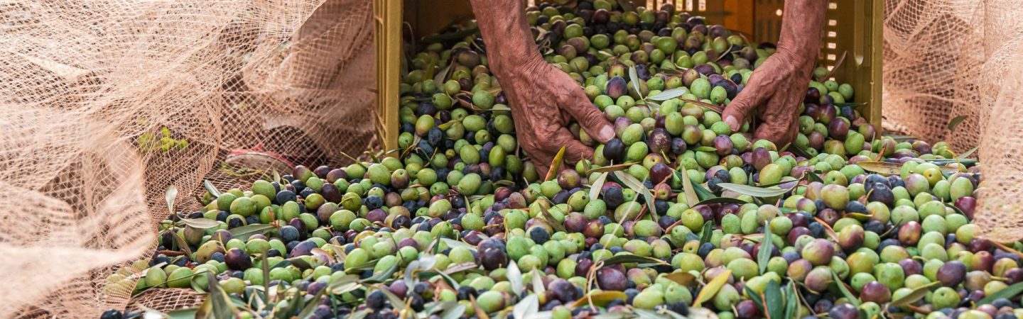 OLEARIO partecipa all’evento “Il sapore della biodiversità”